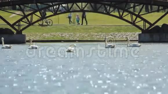 白天鹅在河城游泳视频的预览图