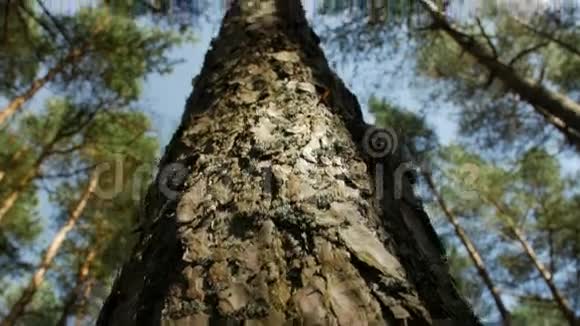 在针叶林中仰望着蓝天上的松树低角度视角视频的预览图