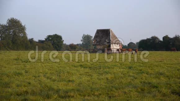 法国诺曼底的马和一个框架式房屋谷仓视频的预览图
