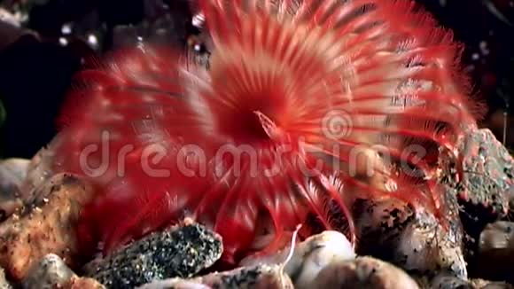 白海海底大赤波塔米拉多毛虫视频的预览图