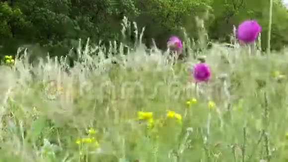春天的草原草花视频的预览图