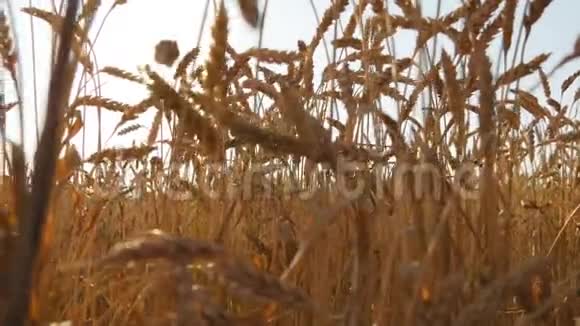 日落时的熟麦地日出时夏天的金麦金色成熟的麦穗逆天有机有机视频的预览图