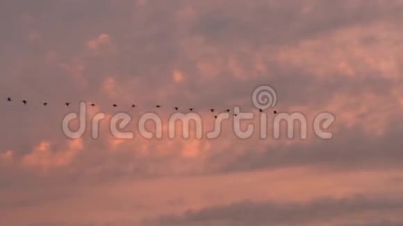 德国比斯多夫附近日出时的飞鹤视频的预览图