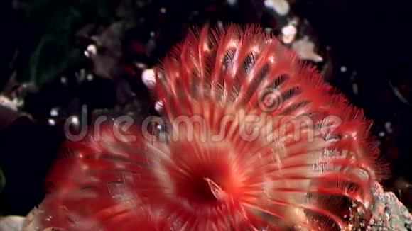 白海海底大赤波塔米拉多毛虫视频的预览图