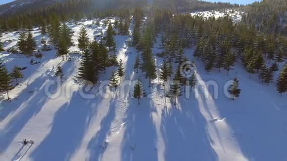 空中白雪覆盖的树木景观冬季自然森林旅游白色旅游视频的预览图