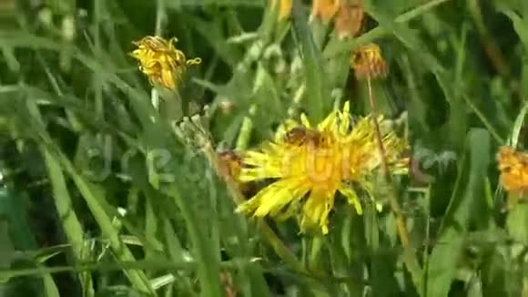 蜜蜂在蒲公英黄蒲公英花绿草黄花粉上采蜜视频的预览图