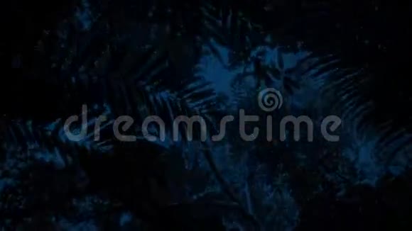 夜晚在丛林植物下滑翔视频的预览图