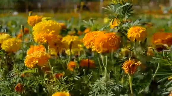 花瓣花黄色和橙色生长在家庭花园视频的预览图