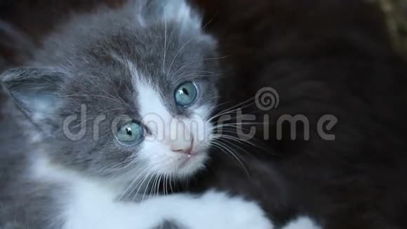 小灰小猫正睁大蓝眼睛看着世界视频的预览图