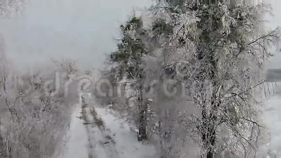 空中拍摄白雪覆盖的树木视频的预览图