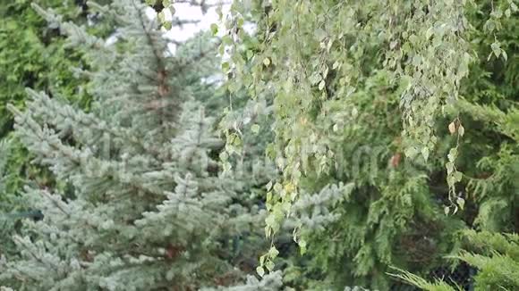 背景上的柳树绿叶视频的预览图