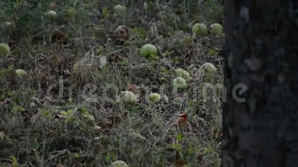 苹果树枝上落下的红苹果视频的预览图