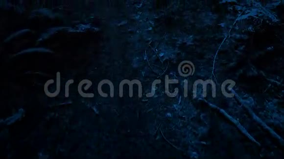 夜间沿着森林小径滑行视频的预览图