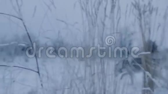 狗哈士奇是一个冬季公园视频的预览图