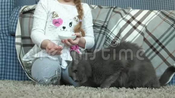 小女孩在房间里喂灰猫香肠视频的预览图