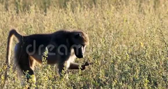 猴子ChacmaBaboon在灌木纳米比亚非洲野生动物视频的预览图