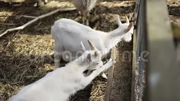 白羊在户外的农场里吃视频的预览图
