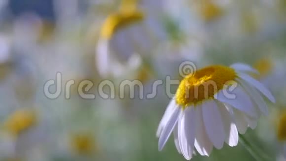 雏菊的田野相机运动底部和顶部有一朵花在那里你可以看到整个视频的预览图