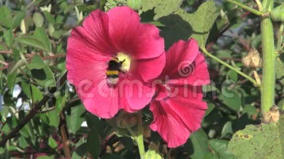 大黄蜂在美丽的粉红色花朵上视频的预览图