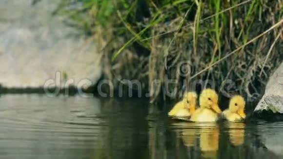 小鸭子在小溪里游泳和啄食视频的预览图