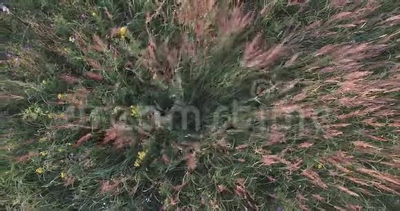 黄花的田野风吹拂着绿草粉红色的花朵从上面看到的视频的预览图