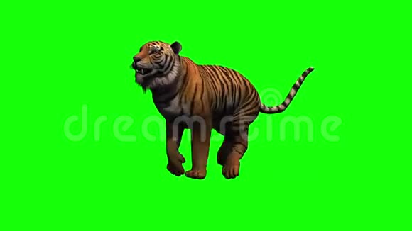 老虎正在奔跑3个没有阴影的不同视角视频的预览图
