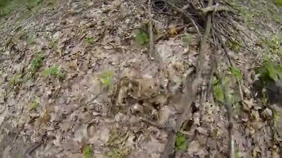 在夏天的森林里收集蘑菇视频的预览图