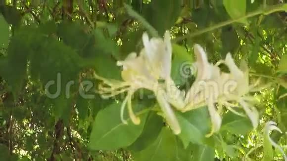 中药材植物灌注金银花视频的预览图