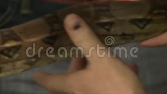 两个人手里拿着大蛇蟒近距离拍摄黑色背景摄影棚拍摄视频的预览图