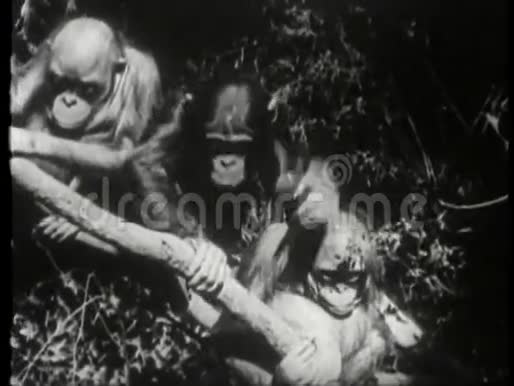 三只猴子坐在树上视频的预览图