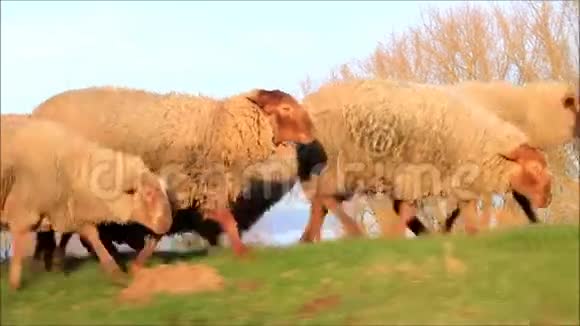 绵羊在傍晚的阳光下奔跑视频的预览图