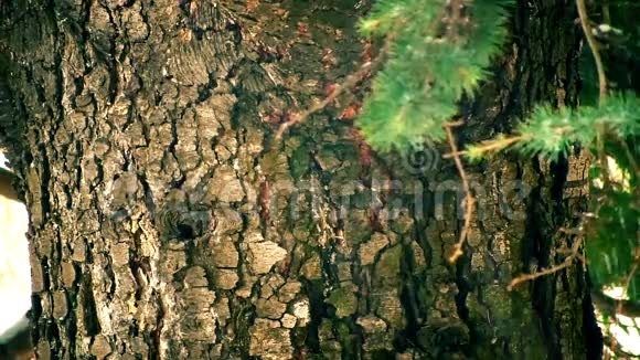 冬天的雪松树树皮视频的预览图