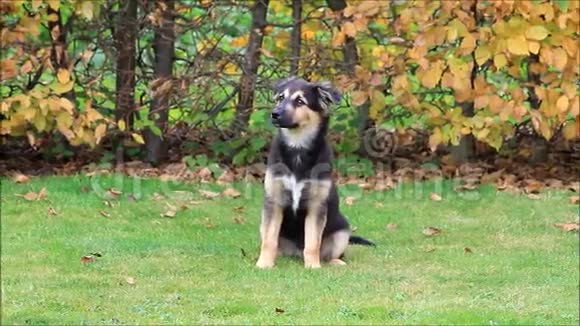 秋天小狗坐在草地上视频的预览图