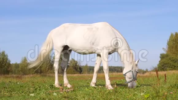 美丽的白马放牧绿草地4k视频的预览图