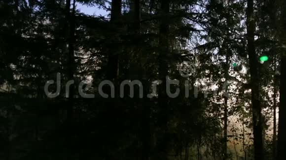 密林中的灿烂阳光视频的预览图