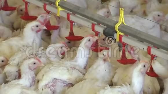 现代养鸡场生产白肉视频的预览图