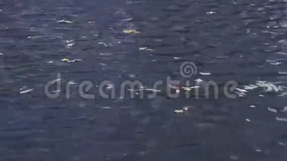 漂浮在水面上的树叶视频的预览图