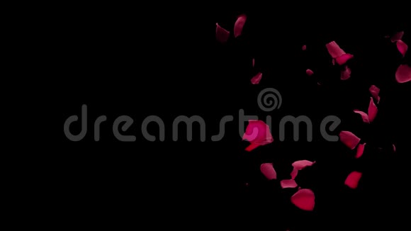 红玫瑰花瓣从侧面飞阿尔法马特黑色背景过渡4k视频的预览图