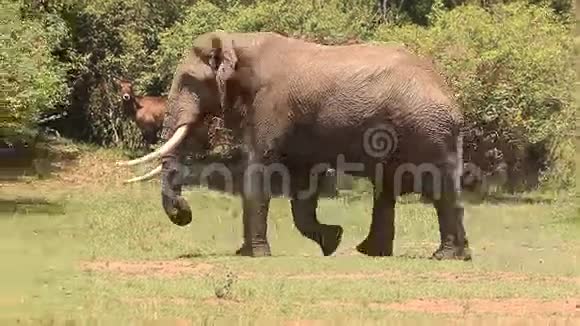 非洲象非洲象成人步行穿过肯尼亚的马塞马拉公园萨凡纳视频的预览图