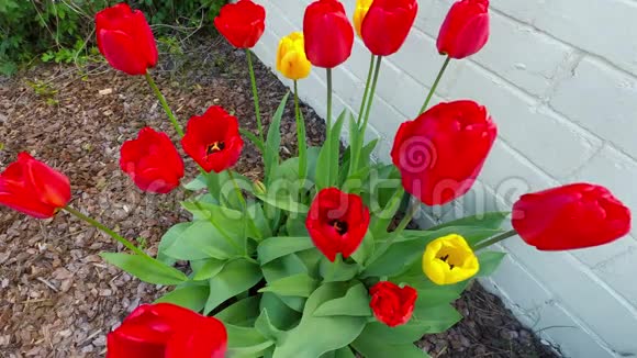 红色郁金香花盛开的时间视频的预览图