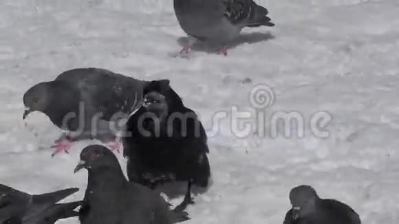 鸽子和乌鸦午餐视频的预览图