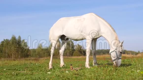 美丽的白马在田野上吃青草4k视频的预览图