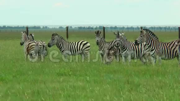 草原上放牧的斑马群视频的预览图