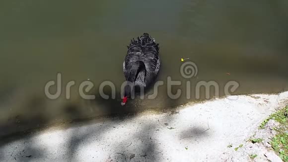 动物园里的黑天鹅在湖边游泳吃东西视频的预览图