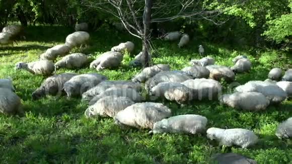 一群羊带着羊羔在绿树丛中的草坪上吃草视频的预览图