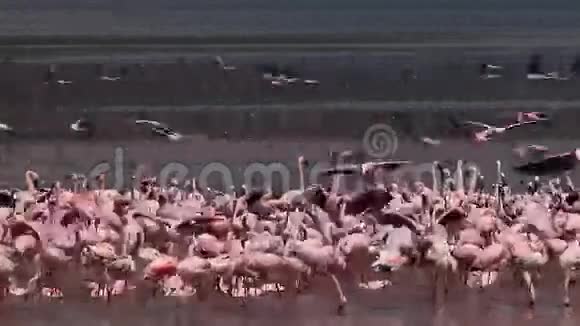 小火烈鸟小型短翅目集体洗澡一些在飞行殖民地在博戈里亚湖在肯尼亚视频的预览图