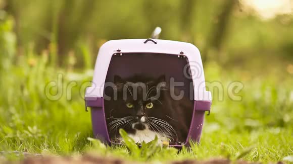 猫正坐在草地上运送动物视频的预览图