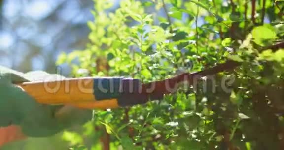 一个园丁用一对园艺剪刀修剪树篱视频的预览图