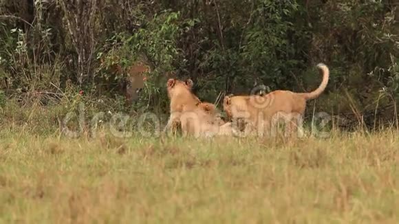 非洲狮子潘特雷拉狮子小组站在布什附近小熊比赛桑布鲁公园在肯尼亚视频的预览图