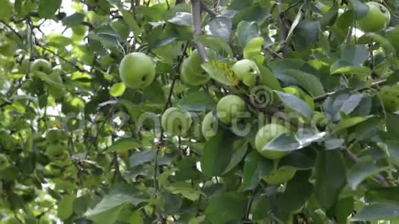 有成熟苹果的果园里的苹果树视频的预览图